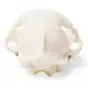 Cat Skull (Felis catus) T30020