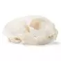 Cat Skull (Felis catus) T30020