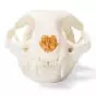 Cat Skull (Felis catus) T30020