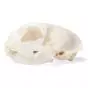 Cat Skull (Felis catus) T30020