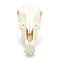 Horse Skull (Equus caballus) T30017