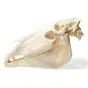 Horse Skull (Equus caballus) T30017