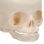 Fetal Skull model, natural cast, 30th week of pregnancy, on stand A26