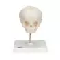 Fetal Skull model, natural cast, 30th week of pregnancy, on stand A26