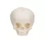 Fetal Skull Model without stand A25