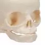 Fetal Skull Model without stand A25