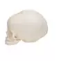 Fetal Skull Model without stand A25