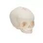 Fetal Skull Model without stand A25