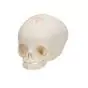 Fetal Skull Model without stand A25