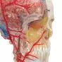 BONElike™ Transparent Human Skull, mounted on cervical spine A283