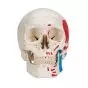 Classic Human Skull, A23