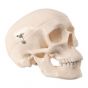 Mini Human Skull Model, 3 part
