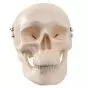 Mini Human Skull Model, 3 part