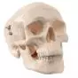 Mini Human Skull Model, 3 part