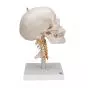 Human Skull on Cervical Spine, A20/1