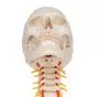 Human Skull on Cervical Spine, A20/1