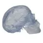 Transparent Classic Human Skull A20/T