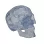 Transparent Classic Human Skull A20/T