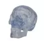 Transparent Classic Human Skull A20/T