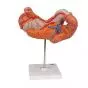 Stomach model, 3 part K16