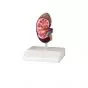 Kidney model, life size Erler Zimmer