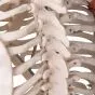 Human Ligament Skeleton, Leo, on 5 star stand A12