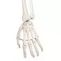 Human Ligament Skeleton, Leo, on 5 star stand A12