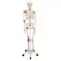 Human Ligament Skeleton, Leo, on 5 star stand A12