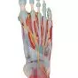 Foot Skeleton Model with Ligaments and Muscles M34/1