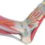 Foot Skeleton Model with Ligaments and Muscles M34/1