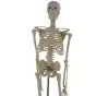 Mediprem human skeleton model 45 cm tall