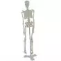 Mediprem human skeleton model 45 cm tall