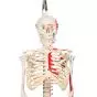 Mini Human Skeleton - Shorty - with painted muscles and hanging stand A18/6