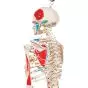 Mini Human Skeleton - Shorty - with painted muscles and hanging stand A18/6