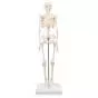 Mini Skeleton - Shorty - on a base A18