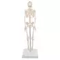 Mini Skeleton - Shorty - on a base A18