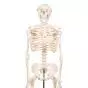 Mini Skeleton - Shorty - on a base A18