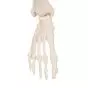 Mini Human Skeleton - Shorty - on hanging stand A18/1