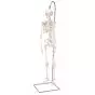 Mini Human Skeleton - Shorty - on hanging stand A18/1