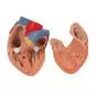 Lung Model with larynx, 7 part G15