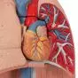 Lung Model with larynx, 7 part G15