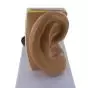 Mediprem anatomical ear model