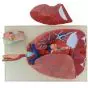 Mediprem respiratory system model