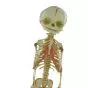 Mediprem articulated anatomic fetal skeleton model