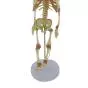 Mediprem articulated anatomic fetal skeleton model