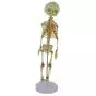 Mediprem articulated anatomic fetal skeleton model