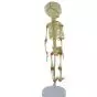 Mediprem articulated anatomic fetal skeleton model