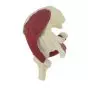 Mediprem human hip joint model