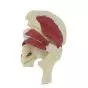 Mediprem human hip joint model