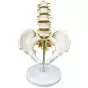 Mediprem 5 piece lumbar vertebrae pelvis model